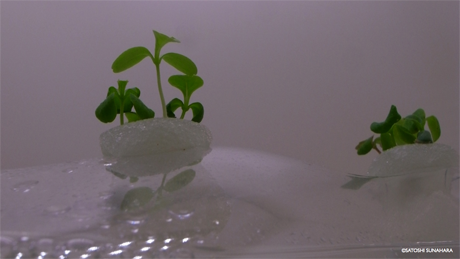 bookshelf.keynote024