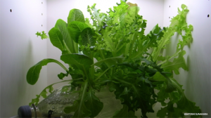 LED_FARM__64__bookshelf.031