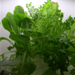 bookshelf.keynote031