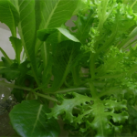 bookshelf.keynote032