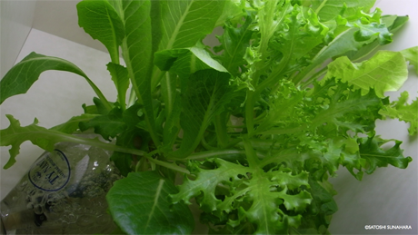 bookshelf.keynote032