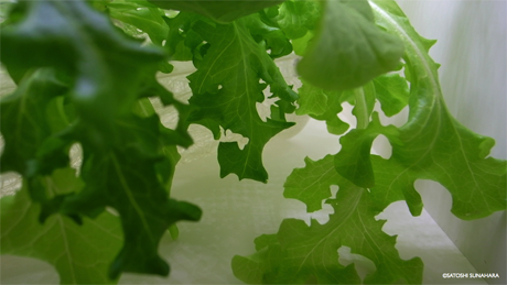 bookshelf.keynote034