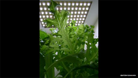 bookshelf.keynote035