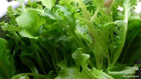 bookshelf.keynote039